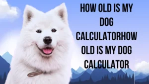 How Old Is My Dog Calculator